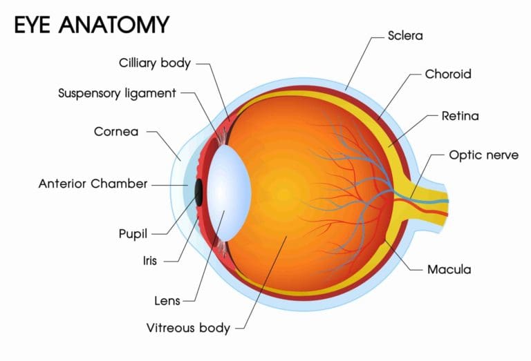 diagram showing the anatomy of the human eye